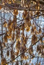 Yellow maple seeds against the blue sky. Macro. Maple branches with golden seeds on a clear sunny day. Close-up. Early spring Royalty Free Stock Photo