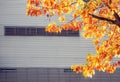 Yellow maple tree against metal urban wall
