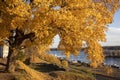 Yellow maple tree autumn foliage in city park, Lappeenranta Finland Royalty Free Stock Photo