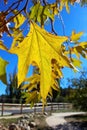 Yellow maple tree in Jess Martin Park, Julian, California
