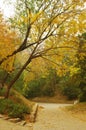 Yellow Maple Tree Fall Foliage Royalty Free Stock Photo