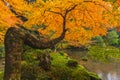 Yellow maple tree with lake in Kyoto autumn Royalty Free Stock Photo