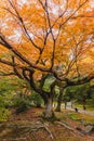 Yellow maple tree with lake in Kyoto Royalty Free Stock Photo