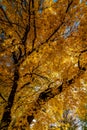 Yellow Maple Tree Leaves Royalty Free Stock Photo