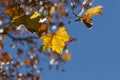 Yellow tree leaves composition over sky. Yellow fallen leaves. Tree against cloudy blue sky Royalty Free Stock Photo