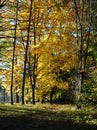 Yellow maples in the autumn forest on a blurred background