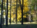 Yellow maples in the autumn forest on a blurred background