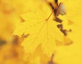 Yellow mapple leaf at the tree