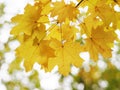 Yellow mapple leaf at the tree