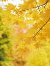 Yellow mapple leaves at tree
