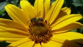 Yellow margarita closeup with petals and bee collecting pollen Royalty Free Stock Photo