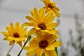 Yellow margaritas close up in the garden with grey background Royalty Free Stock Photo