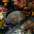 Yellow-margin Moray eel hiding in a burrow