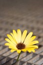 Yellow marguerite