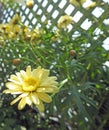 Yellow marguerite daisies blooming in summer sun