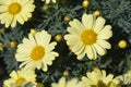 Yellow Marguerite daisy