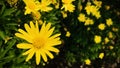 Yellow marguerite daisy in the garden.