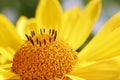 Yellow Marguerite Flower