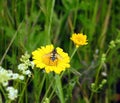 Yellow marguerite flower and fly Royalty Free Stock Photo