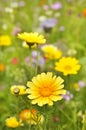 Yellow Marguerite flowers Royalty Free Stock Photo