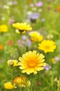 Yellow Marguerite flowers