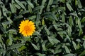 Yellow marguerite fresh blooming flower in a garden outdoors in spring