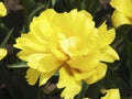 Canadian Tulip Festival, Ottawa Tulip Yellow Margarita Royalty Free Stock Photo