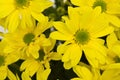 Yellow marguerites Royalty Free Stock Photo