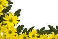 Yellow marguerites Royalty Free Stock Photo