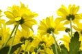 Yellow marguerites Royalty Free Stock Photo
