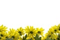 Yellow marguerites