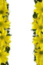 Yellow marguerites Royalty Free Stock Photo