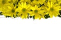 Yellow marguerites Royalty Free Stock Photo