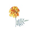 Yellow marigold chrysanthemum petunia calendula rose isolated background in watercolor drawing. Royalty Free Stock Photo