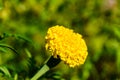 Yellow marigold flower (african marigolds, tagetes erecta) on a flowerbed