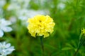 Yellow marigold flower. beautiful bright flower on a Sunny day on a flower bed Royalty Free Stock Photo