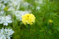 Yellow marigold flower.beautiful bright flower on a Sunny day Royalty Free Stock Photo