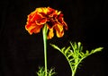 Yellow marigold flower on a black background Royalty Free Stock Photo