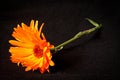 Yellow marigold flower on a black background Royalty Free Stock Photo