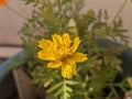 Yellow Marigold flower Closeup portrait in the garden Royalty Free Stock Photo