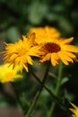 Orange,Yellow marigold flower in the garden. Annual plants for the garden.