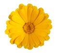 Yellow Marigold flower Royalty Free Stock Photo