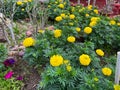 yellow marigold flower plants blooming Royalty Free Stock Photo