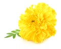 yellow Marigold flower, Tagetes erecta, Mexican marigold, Aztec marigold, African marigold isolated on white background