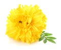 yellow Marigold flower, Tagetes erecta, Mexican marigold, Aztec marigold, African marigold isolated on white background Royalty Free Stock Photo