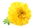 yellow Marigold flower, Tagetes erecta, Mexican marigold, Aztec marigold, African marigold isolated on white background Royalty Free Stock Photo