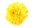 yellow Marigold flower, Tagetes erecta, Mexican marigold, Aztec marigold, African marigold isolated on white background Royalty Free Stock Photo