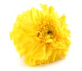 yellow Marigold flower, Tagetes erecta, Mexican marigold, Aztec marigold, African marigold isolated on white background Royalty Free Stock Photo