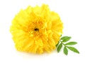 yellow Marigold flower, Tagetes erecta, Mexican marigold, Aztec marigold, African marigold isolated on white background Royalty Free Stock Photo