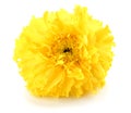 Yellow Marigold flower, Tagetes erecta, Mexican marigold, Aztec marigold, African marigold isolated on white background Royalty Free Stock Photo